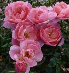 the-eve-appeal-rose