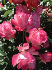 candy-cane-coctail-z-redneckrosarian