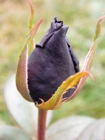 schwarze-madonna