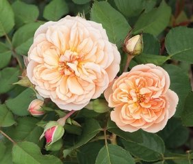 frayla-natalija-phgeno_roses