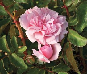 blush-wintwejewel