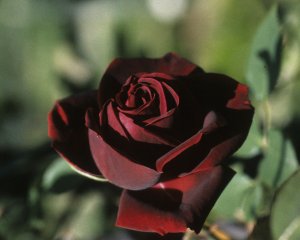 lafricaine-roseraier-lhay