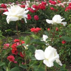 portugaliai-st-erzsebet-tea-rose-rozsa-52-rmg