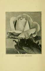 susanne-marie