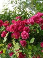 frau-astrid-spath-clg1.jpg