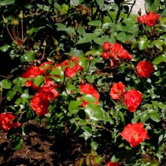 munkacs-floribunda