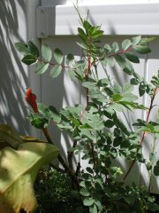 arkansana-peppermint-1