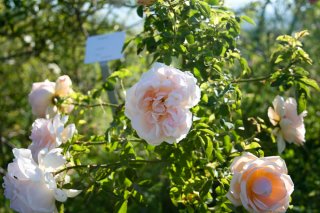 breeze-hill-2-museo-rose-antiche