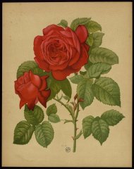alfred-colomb