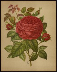 charles-margottin