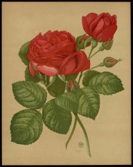comtesse-doxford