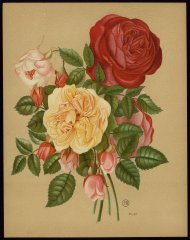 docteur-andry-ophirie