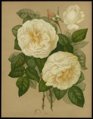 etendard-de-joanne-darc-le-livre-dor-des-roses-paul-hariot-1903_0140