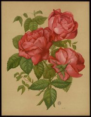 francois-michelon