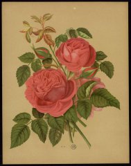 georges-moreau