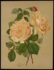 gloire-de-dijon-le-livre-dor-des-roses-paul-hariot-1903_0142