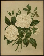 le-boule-de-neige-livre-dor-des-roses-paul-hariot-1903_0255