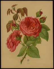 le-madame-isaac-pereire-livre-dor-des-roses-paul-hariot-1903_0224