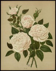 le-madame-lacharme-livre-dor-des-roses-paul-hariot-1903_0227