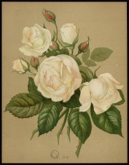 le-madame-melianie-villermoz-livre-dor-des-roses-paul-hariot-1903_0156