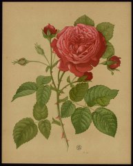 le-madame-scipion-cochet-livre-dor-des-roses-paul-hariot-1903_