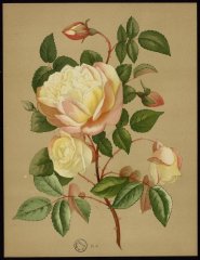 le-mademoiselle-va-houtte-livre-dor-des-roses-paul-hariot-1903_0154