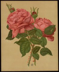 le-magna-charta-livre-dor-des-roses-paul-hariot-1903