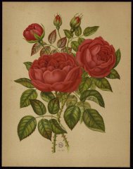 le-marechal-vaillant-livre-dor-des-roses-paul-hariot-1903_