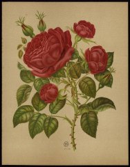 le-marie-baumann-livre-dor-des-roses-paul-hariot-1903_