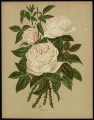 le-merveille-de-lyon-livre-dor-des-roses-paul-hariot-1903