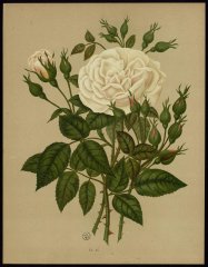 le-mistress-bosanquet-livre-dor-des-roses-paul-hariot-1903_0166
