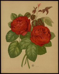 le-mistress-hary-turner-livre-dor-des-roses-paul-hariot-1903