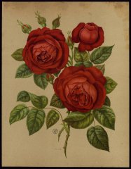 le-prefet-de-limbourg-livre-dor-des-roses-paul-hariot-1903_
