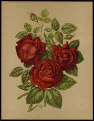le-prince-camile-de-rohan-livre-dor-des-roses-paul-hariot-1903_