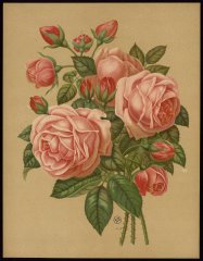 le-princess-louise-victoria-livre-dor-des-roses-paul-hariot-1903_