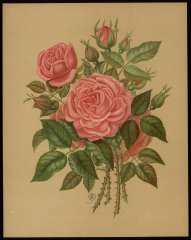 le-princesse-mary-of-cmbridge-livre-dor-des-roses-paul-hariot-1903_0251