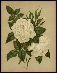 le-sombeuil-livre-dor-des-roses-paul-hariot-1903_0160
