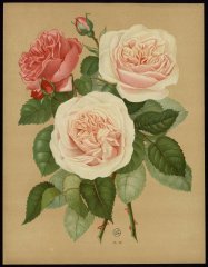 louise-odier-souvenir-de-malmaison