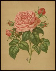madame-gabriel-louiset