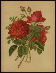 monsieur-boncenne-le-livre-dor-des-roses-paul-hariot-1903