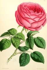 antoine-ducher-floralmagazine