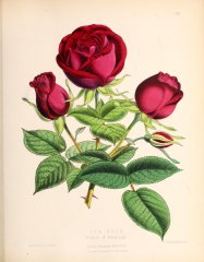 duchess-of-edinburg