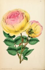 mademoiselle-adrienne-christophile