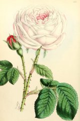 miss-ingram-floralmagazine
