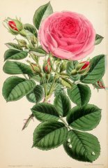 princess-louise-victoria-floralmagazinec