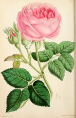 souv-de-mons-poiteau-floralmagazinec
