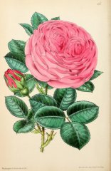 thyra-hammerick