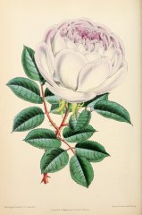 unique-tea-floralmagazine