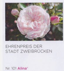 alina-baden-baden