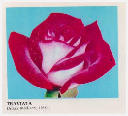 traviata